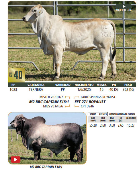Lote LOTE 40