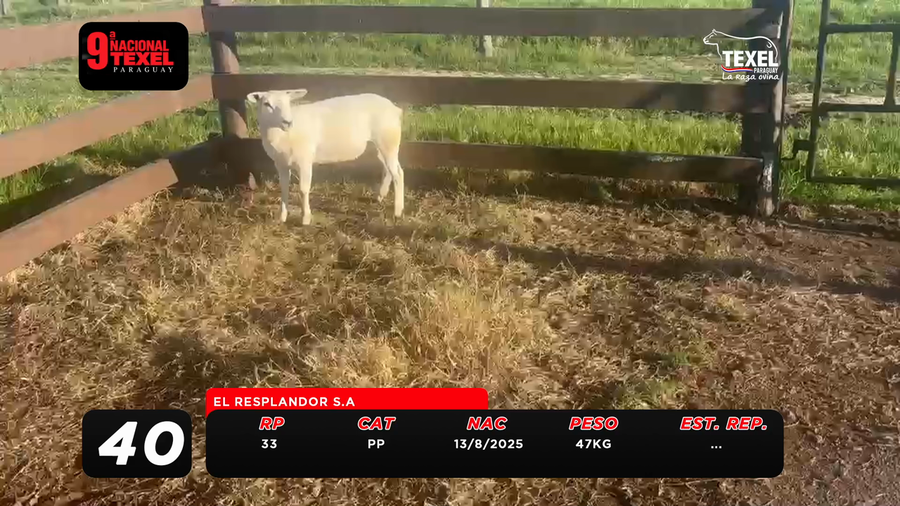 Lote LOTE 40