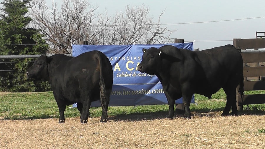 Lote TOROS ANGUS PP
