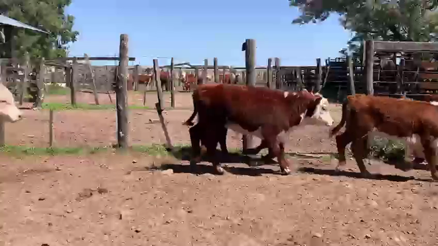 Lote 65 Terneros/as en Corrientes, Mercedes