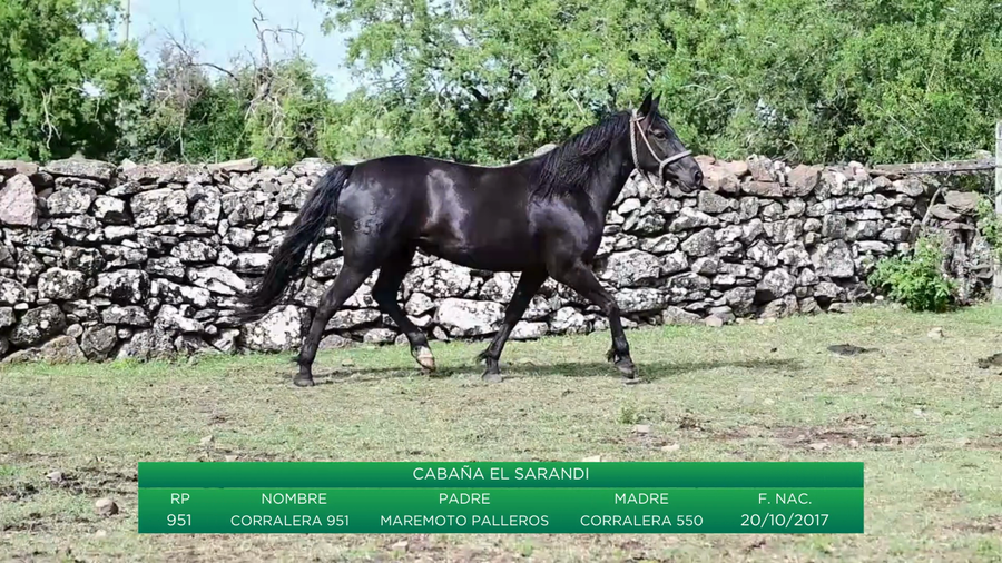 Lote Corralera 951
