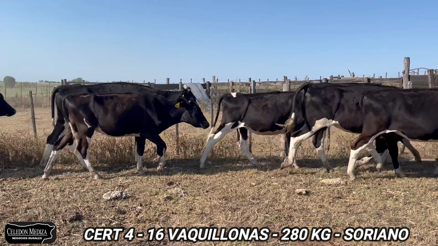 Lote 16 Vaquillonas 1 a 2 años en Soriano