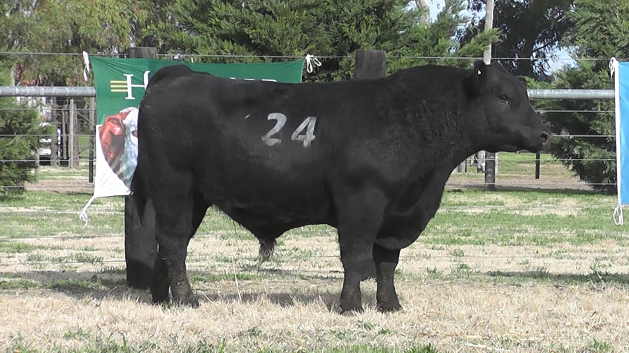 Lote TOROS ANGUS PC