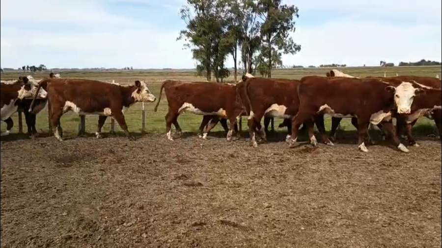 Lote 34 Vacas de invernada