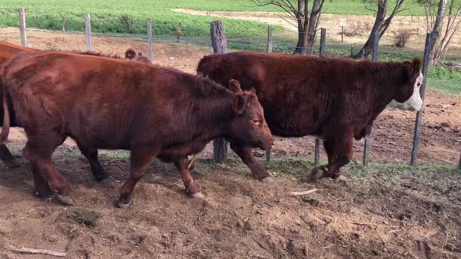 Lote 30 Novillitos en Buenos Aires, América