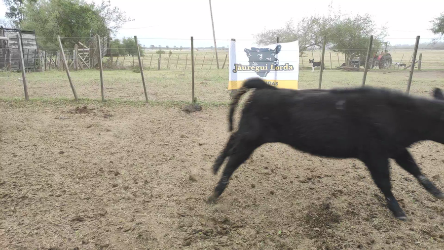 Lote 80 Terneras en San Vicente, Buenos Aires