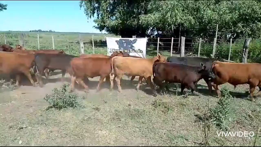Lote 26 Terneros/as en Cañuelas, Buenos Aires