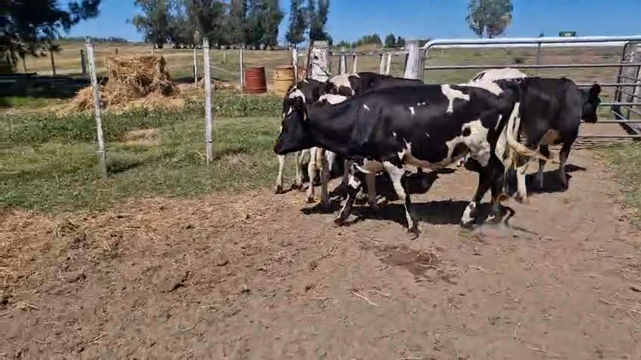 Lote 7 Terneras a remate en Pantalla Camy, San José