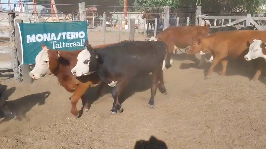 Lote 47 Terneros/as DAIREAUX