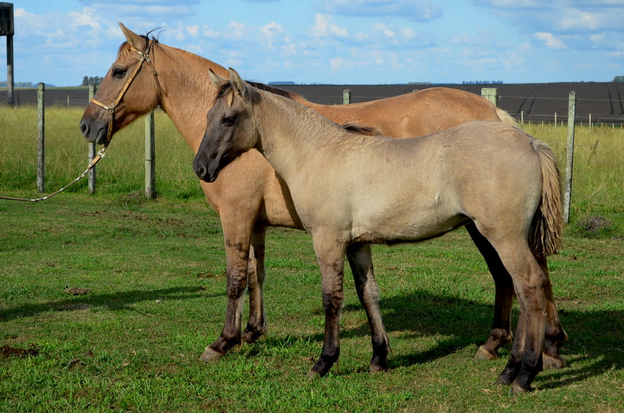 Lote APARECIDA DE ZAMORA 12