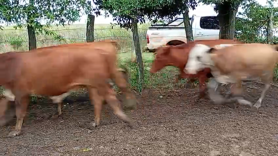 Lote 85 Novillitos/Novillos en Corrientes, Virasoro