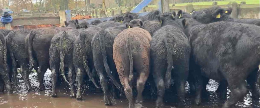 Lote 20 Novillo Engorda en Río Bueno, XIV Región Los Ríos