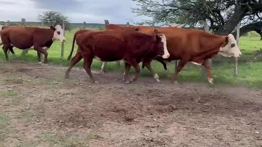 Lote 12 Vacas nuevas Preñadas en Corrientes, Monte Caseros