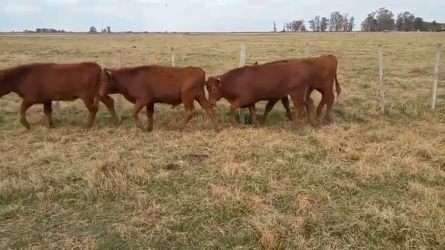 Lote 70 Terneros