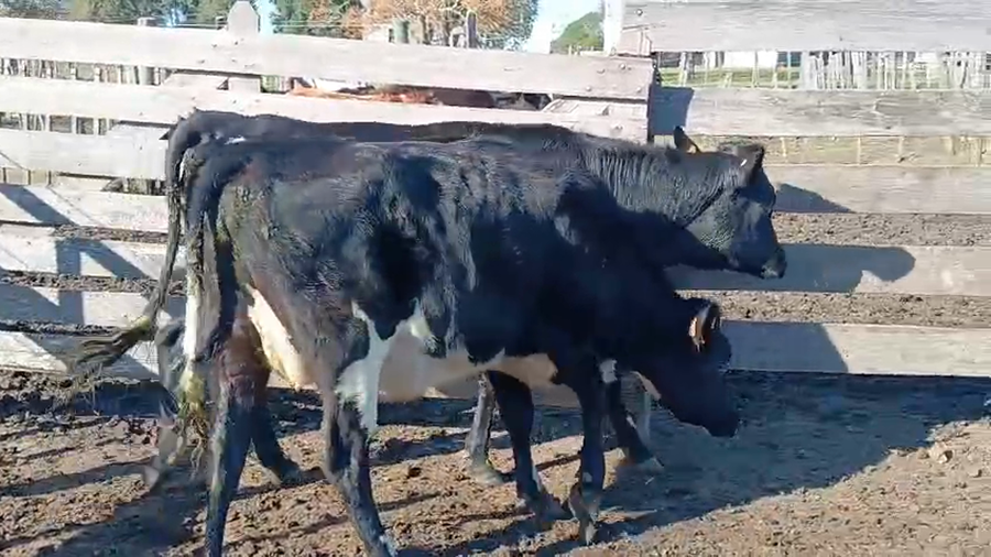 Lote 2 Vaquillonas  a remate en Pantalla Camy 450kg - , San José