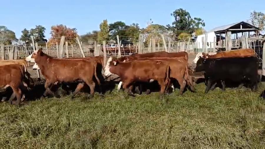 Lote 41 Terneras