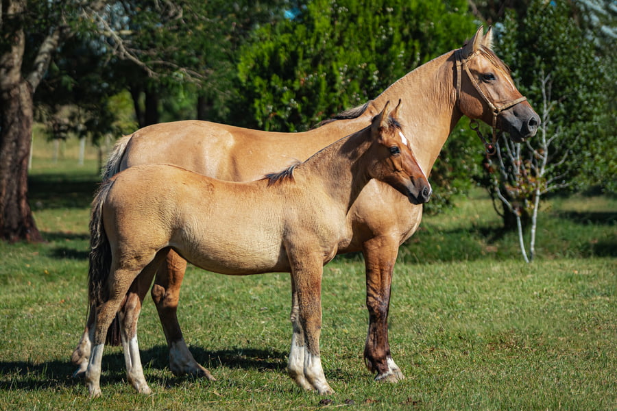 Lote Tobogan Luna Azul