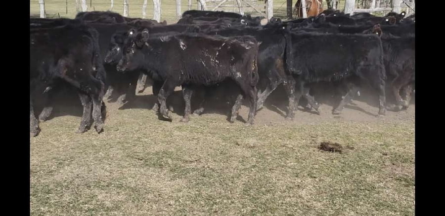 Lote 65 Terneros/as en Villaguay, Entre Ríos