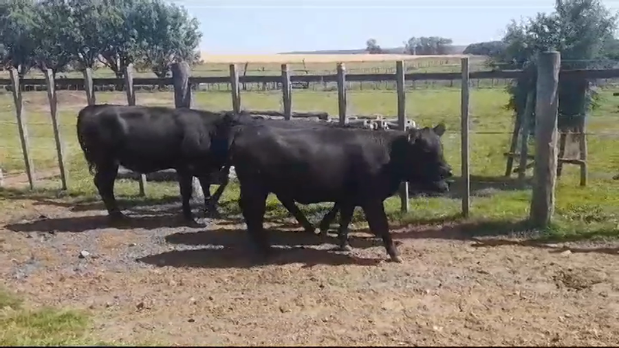 Lote VAQUILLONAS GORDAS