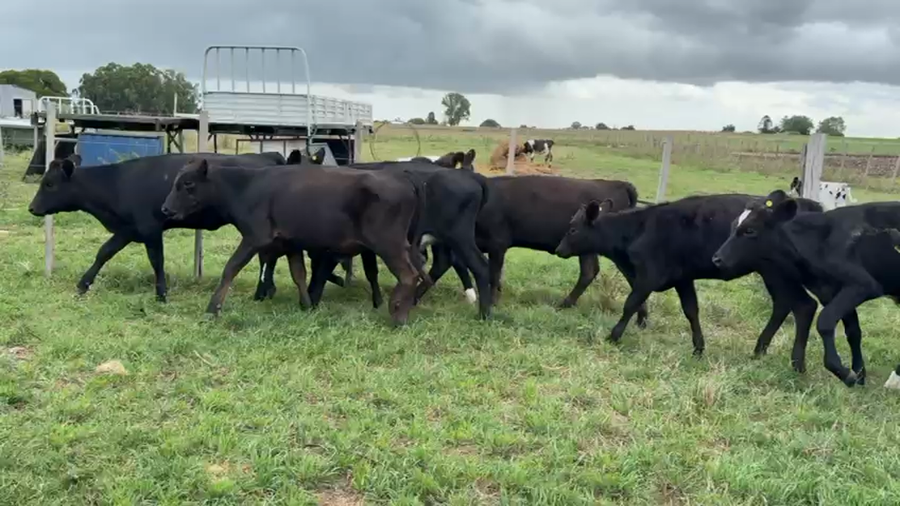 Lote TERNEROS Y TERNERAS