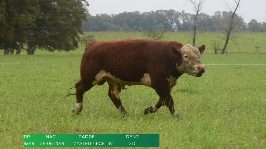 Lote Toros POLLED HEREFORD a remate en 4º  Remate  Anual Cabaña El Treból en Liga de Trabajo de Guichón