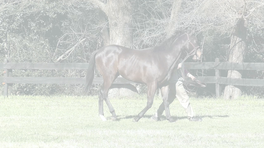 Lote ALAMBRADOR SI (SILENTIO -  LA ALAMBRADORA)