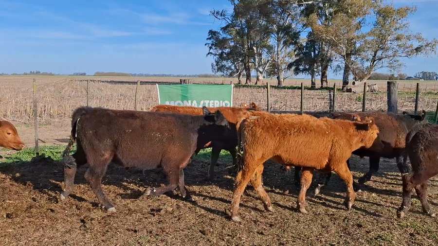 Lote 42 Terneros en Buenos Aires, Suipacha