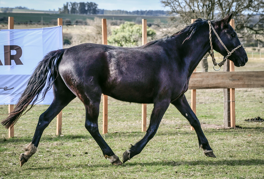 Lote SANTABARBARA MOLLES