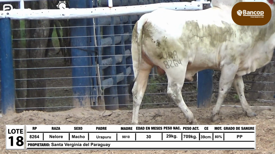 Lote Lote 18