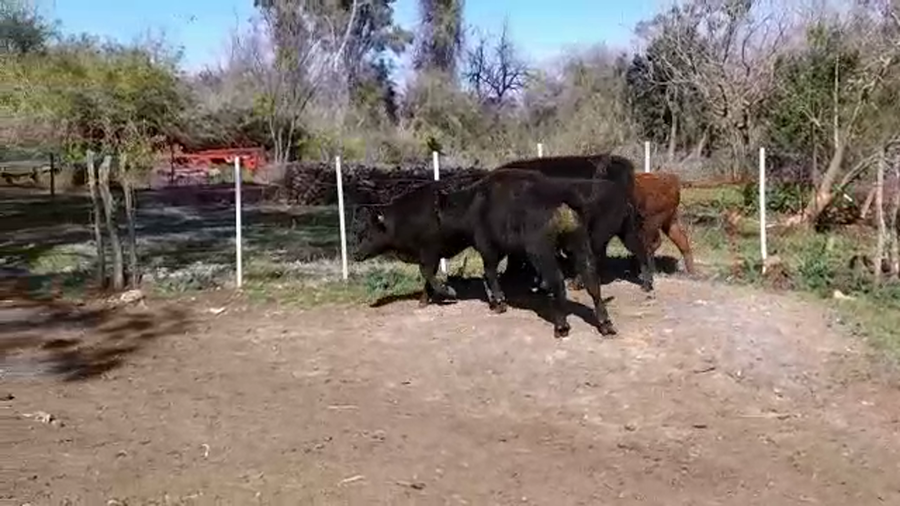 Lote (Vendido)5 Terneros ANGUS a remate en PANTALLA FEDERICO GARLAND 210kg -  en COLONIA ESTRELLA
