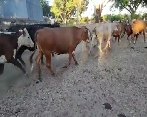 Lote 250 Vacas de invernar en Saladas, Corrientes