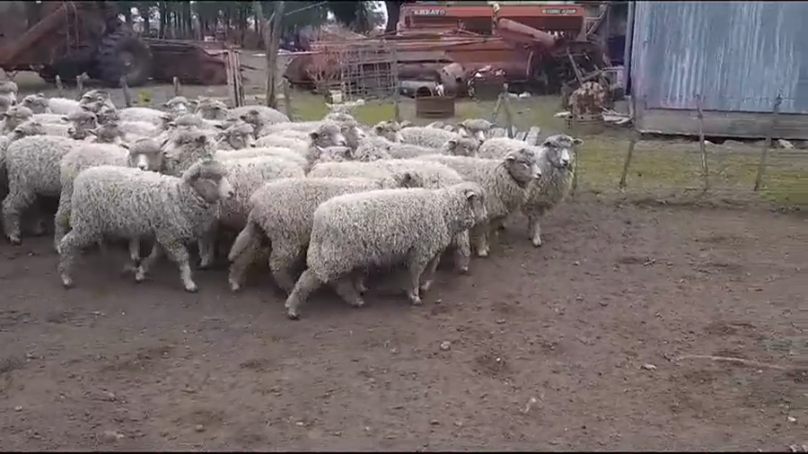 Lote (Vendido)54 Corderos CORRIEDALE a remate en #35 Pantalla Carmelo 35kg -  en COSTAS DE VACA