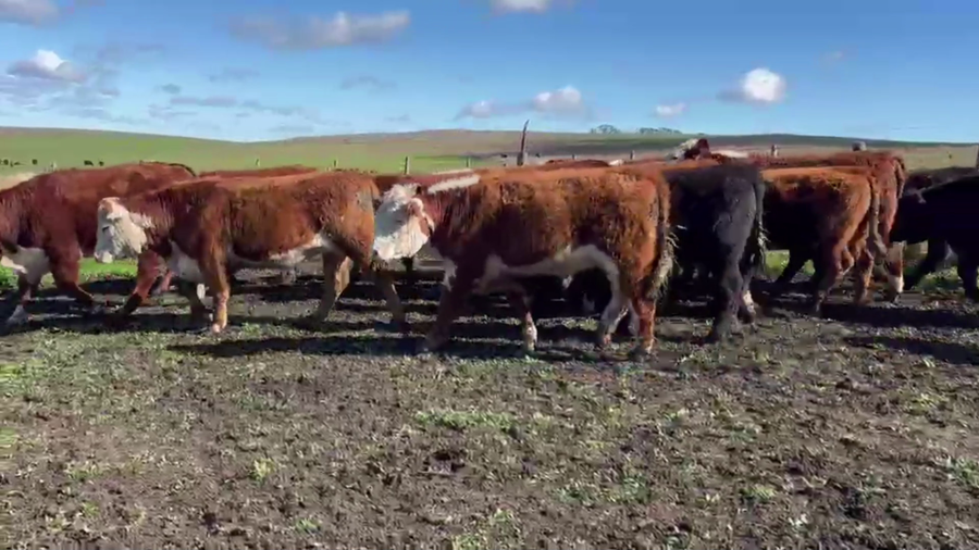 Lote 34 NTOS. Y VAQ., TANDIL, PCIA. BS. AS.