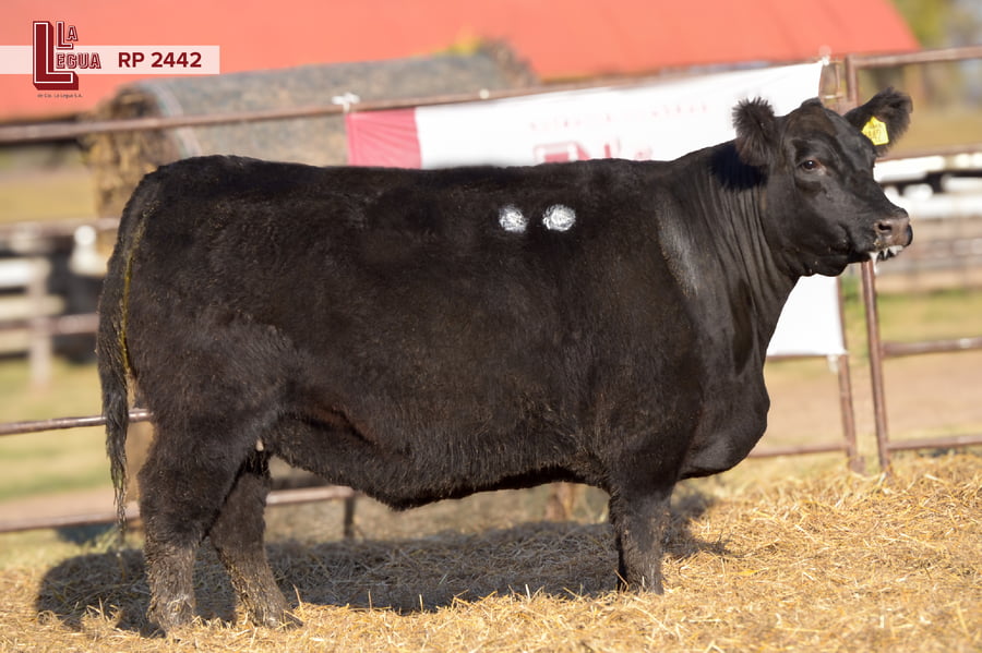 Lote VAQUILLONAS ANGUS  PP