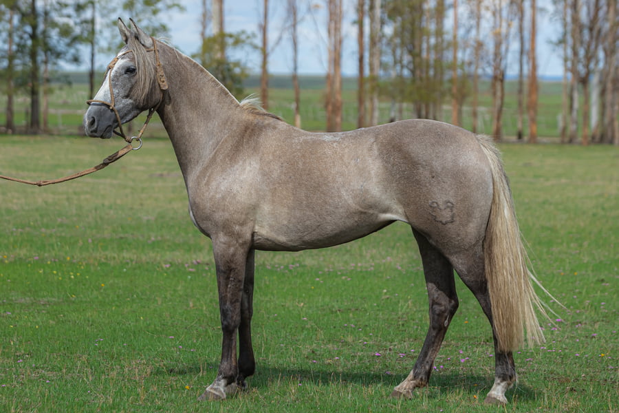 Lote Ingrata Del Malo