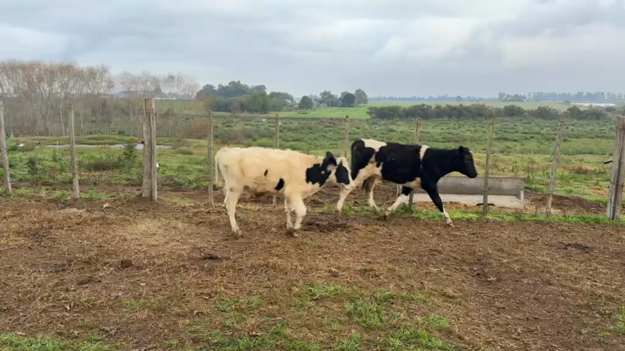 Lote TERNEROS