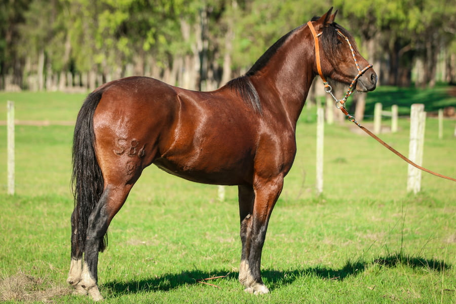 Lote Esbarrada 586 de La Casilla