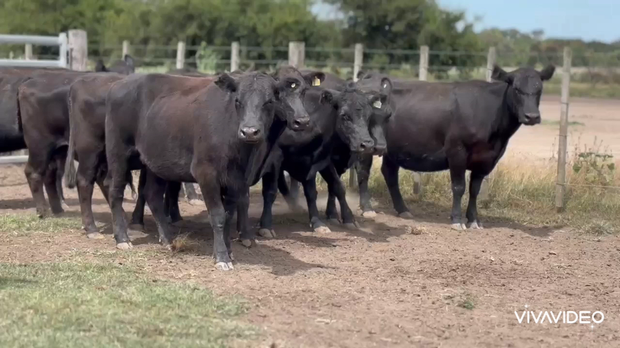 Lote 12 Vacas C/ gtia de preñez