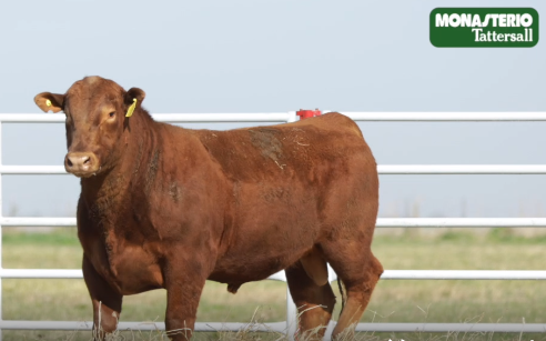 Lote TOROS GENERALES, CONTROLADOS Y REGISTRADOS