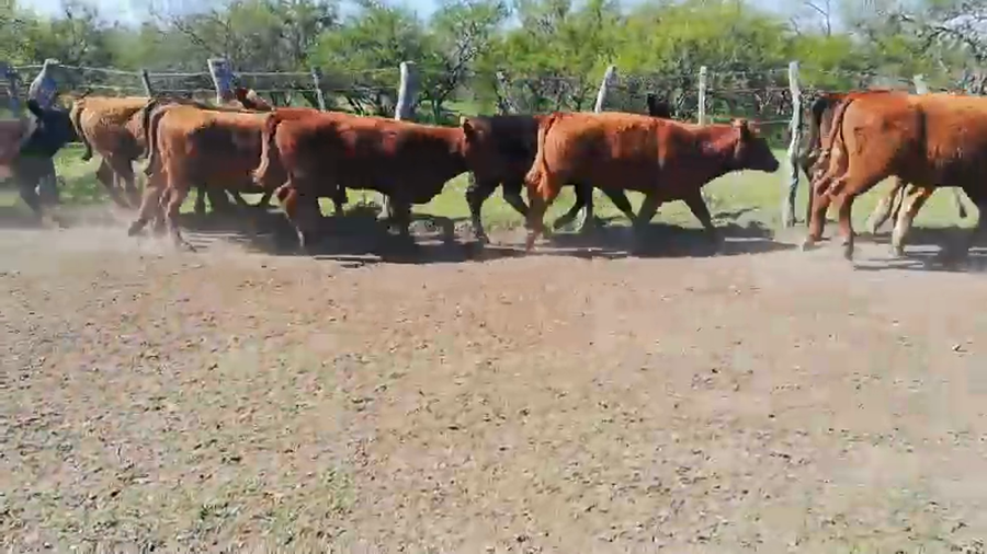 Lote 60 Terneras en Entre Ríos, Federal