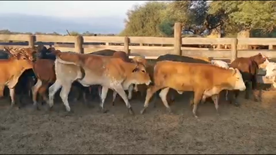Lote 75 Terneras en Juan José Castelli, Chaco