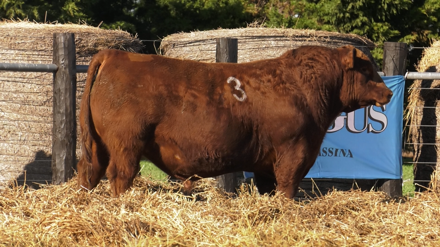 Lote TOROS ANGUS PURO CONTROLADO