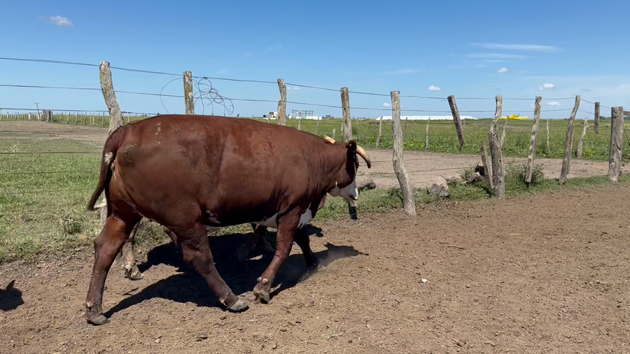Lote 33 Vaquillonas en Entre Ríos, San Jaime