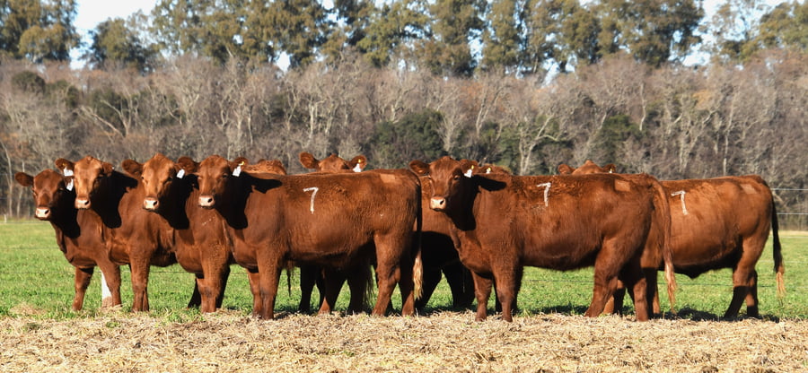 Lote VAQUILLONAS ANGUS PC PARICION PRIMAVERA