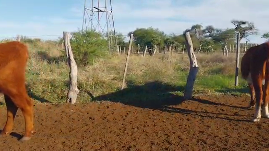 Lote 50 Vacas nuevas C/ gtia de preñez en Federación, Entre Ríos