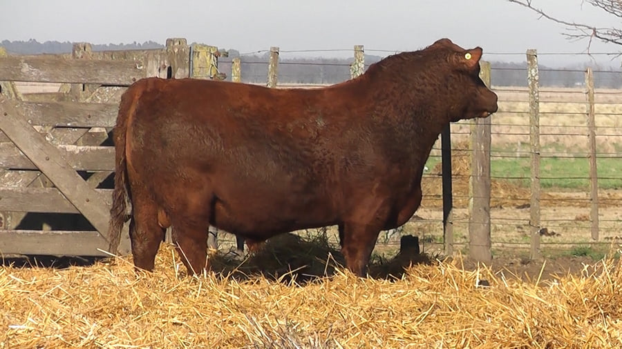 Lote TOROS PUROS POR CRUZA