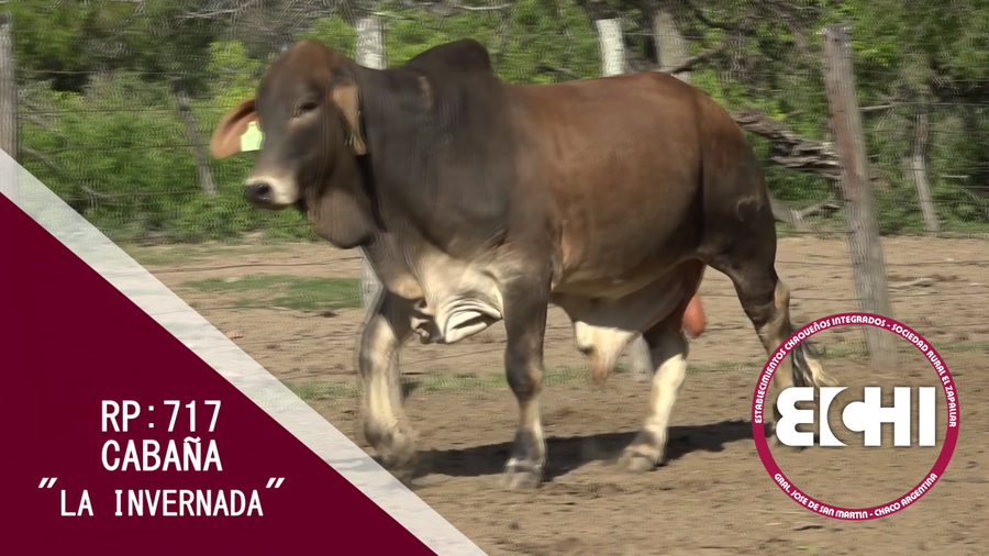 Lote TORO BRAHMAN CABAÑA LA INVERNADA