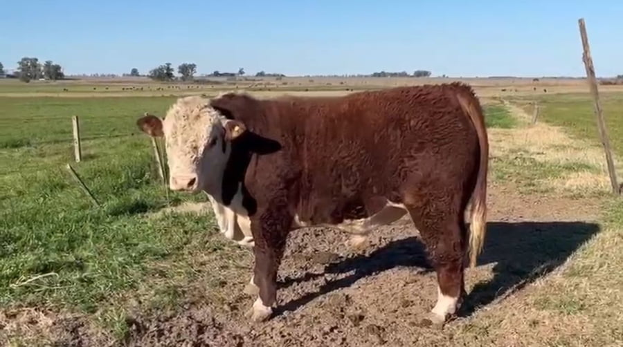 Lote CABAÑA EL PORVENIR