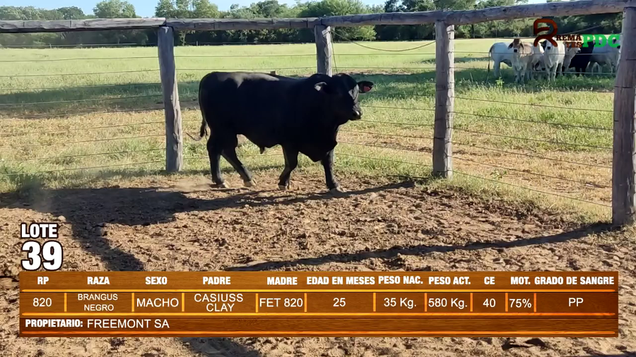 Lote TORO BRANGUS NEGRO - FREEMONT SA