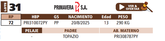 Lote LOTE 31